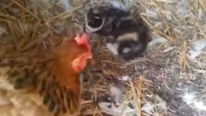 Un farmero sabía que su gallina ocultaba algo... ¡Cogió su cámara y grabó ESTO! 
